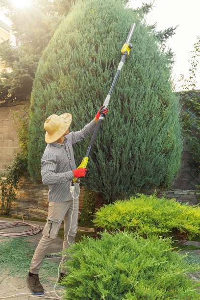 Best Arborist Consultation Services  in Cedar Springs, MI